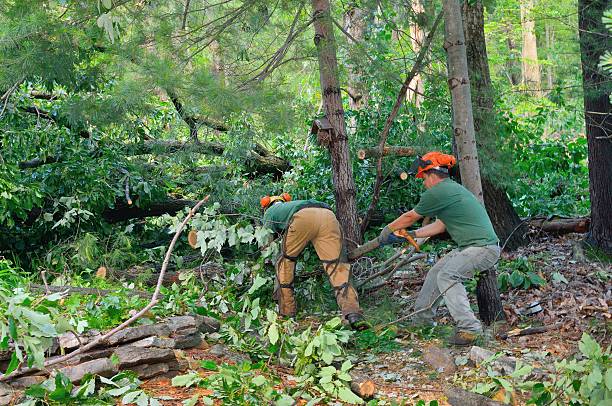 Trusted Williston Highlands, FL Tree Services Experts
